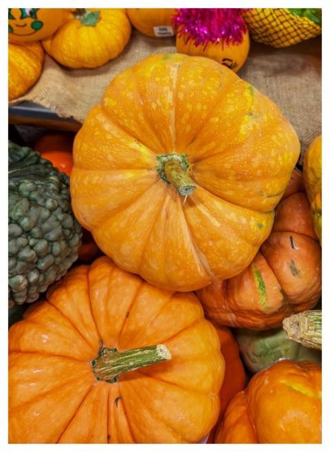 Pumpkins Heirloom Harvest Organic