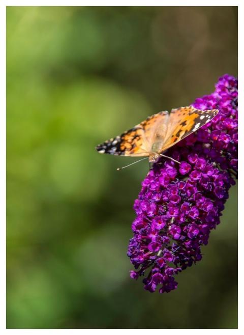 Butterfly Insect Nature Fauna