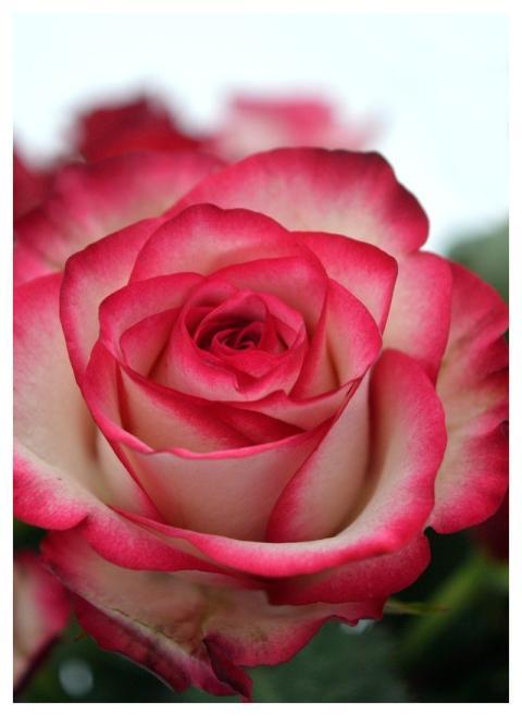 Rose Flower Blossom Bloom