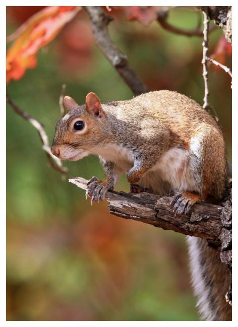 Squirrel Nature Animal Wildlife