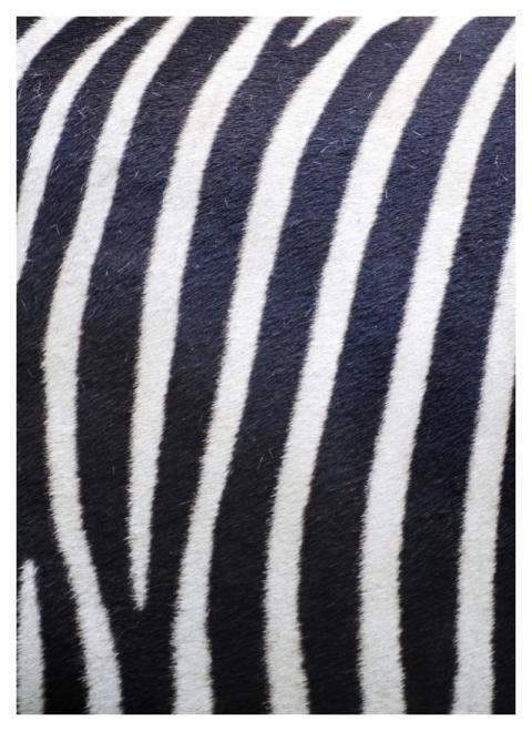 Zebra pattern, real texture, animal