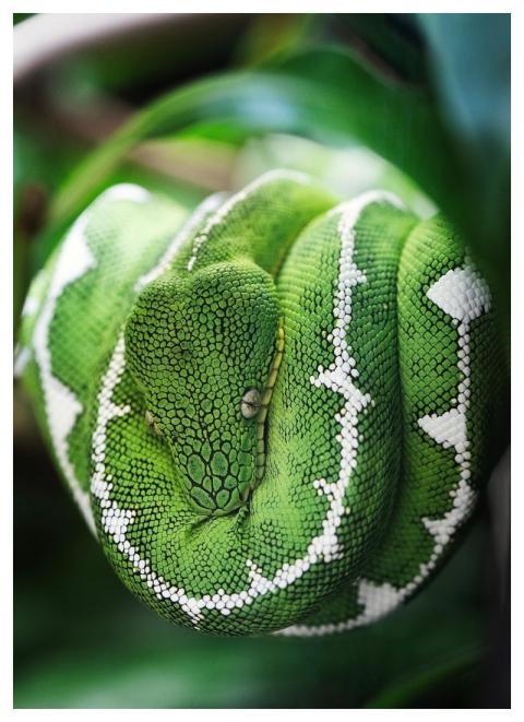 Snake Reptile Animal Wildlife