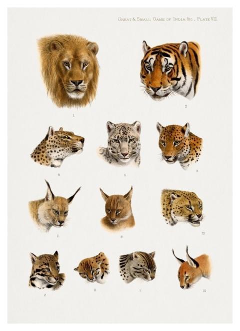 Wild animal, safari lithograph. Digitally