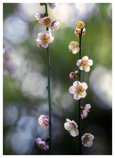 Plant Nature Plum Blossom Sunbeams