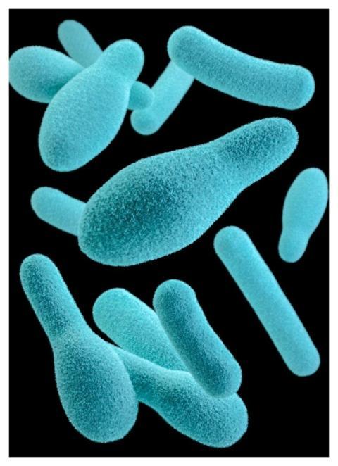 A 3D image of a group of anaerobic, spore-forming,