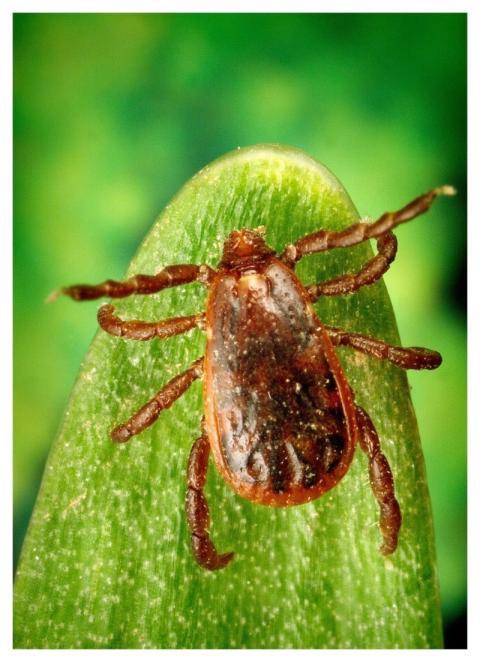 A male brown dog tick, Rhipicephalus sanguineus. O