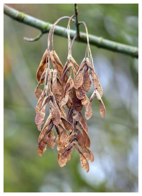 Samaras Maple Helicopter Macro