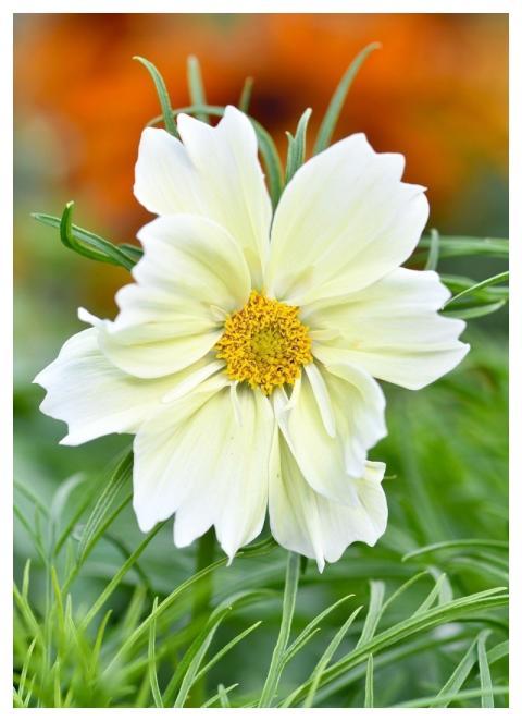 Cosmos Flower Wallpaper Bipinnatus Nature