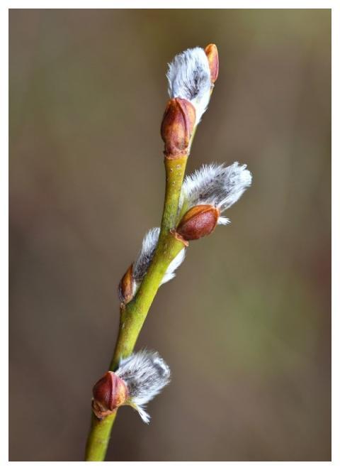Kittens Willow Buds Tree