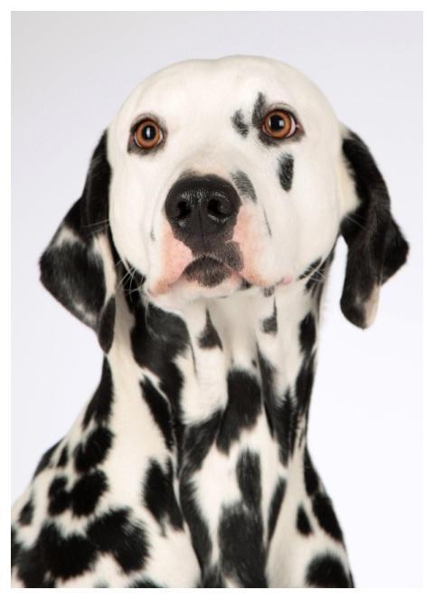 Dog Nature Dalmatian Animal Portrait
