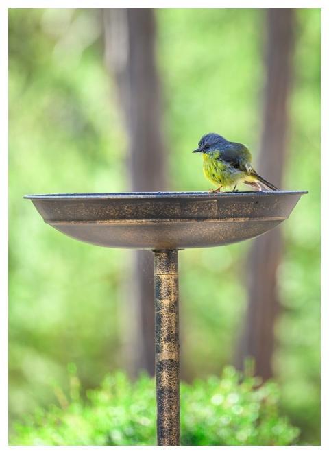 Eastern Yellow Robin Yellow Robin Robin Bird
