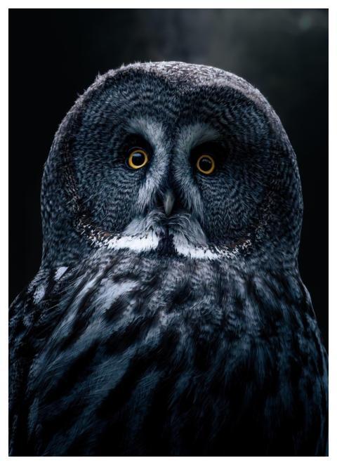 Owl Bird Bart Owl Forest