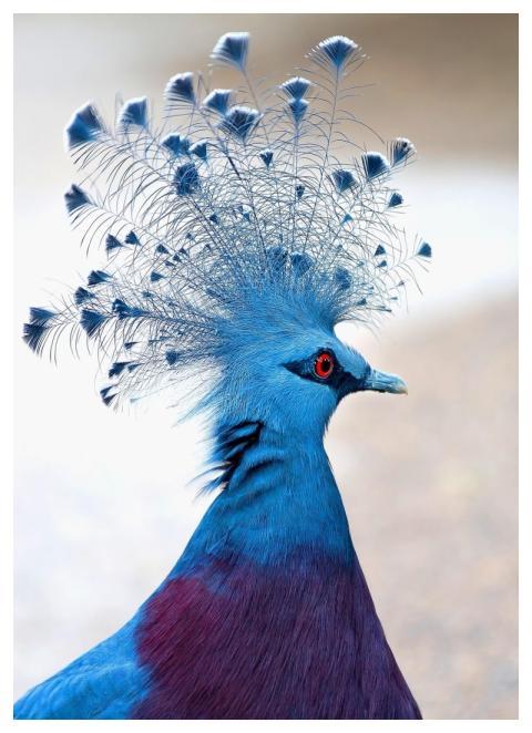 Victoria Crowned Pigeon Bird Animal Plumage