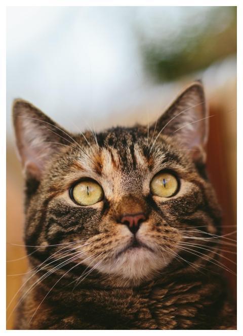 Cat Mackerel Domestic Cat Domestic Animal