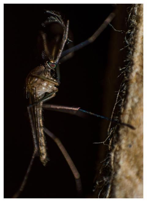 Human Summer Wing Infectious