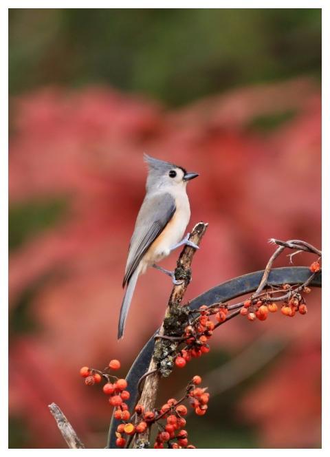 Tufted Titmouse Bird Wildlife Nature