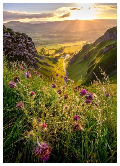 Winnats Pass Peak District Derbyshire Flower Backg
