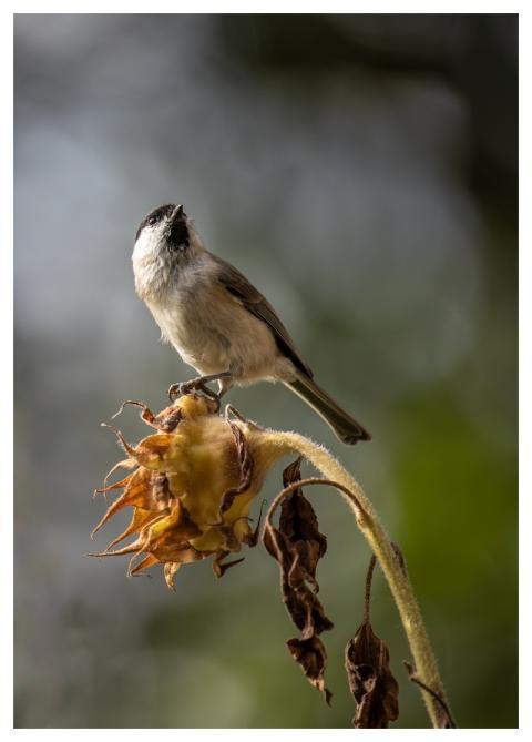 Songbird Marsh Tit Barnacle Tit Field