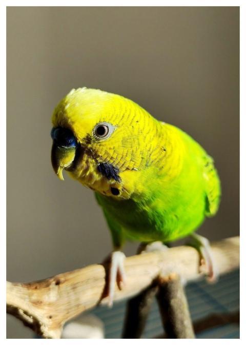 Budgie Green Bird Animal