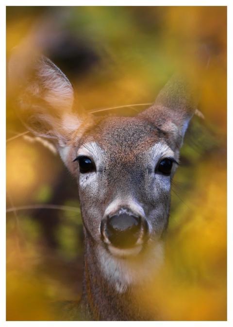 White-Tailed Deer Animal Mammal Autumn