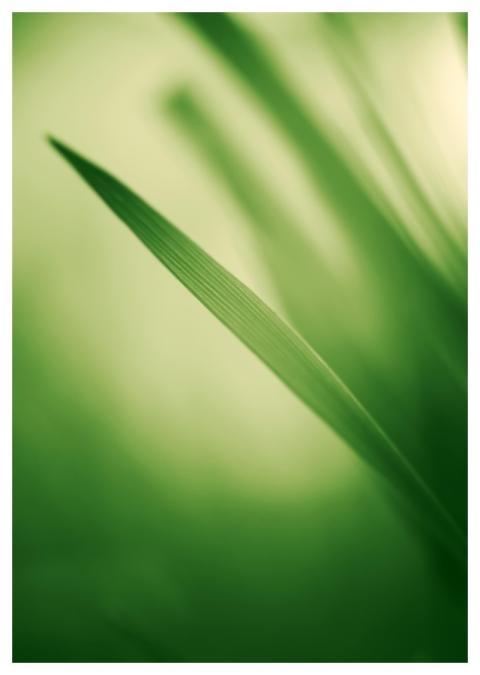 Grass Blade Macro Abstract