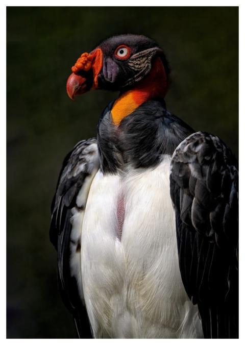 Vulture King Vulture Bird Avian