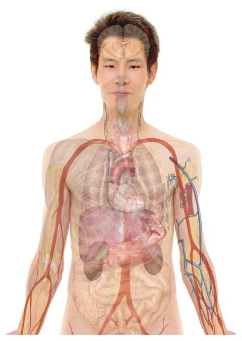 Anatomy Man Human Body