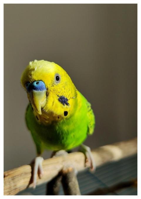 Budgie Green Bird Animal