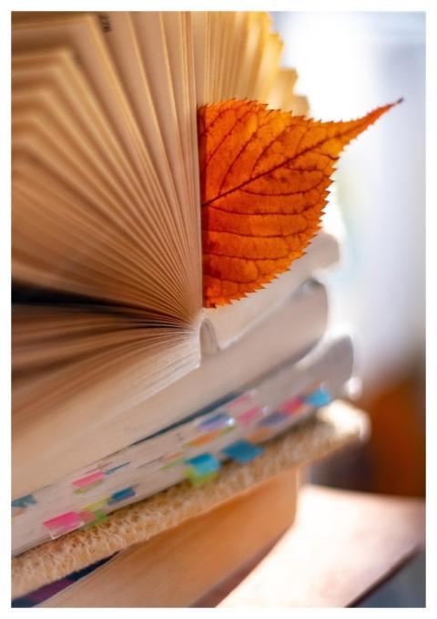 Books Leaf Bookmark Dried Leaf