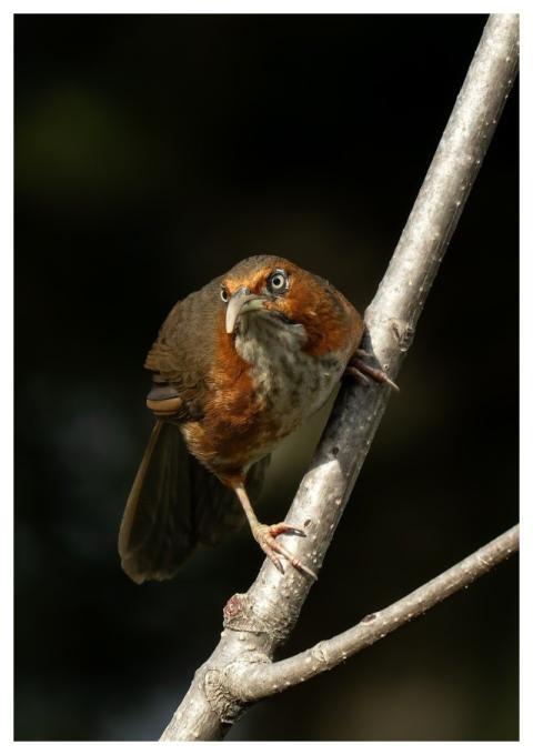 Nature Bird Mountain Nature Photography