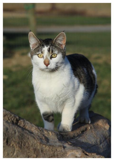 Cat Pet Animal Feline