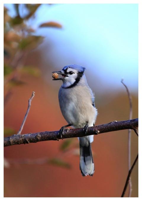 Bluejay Nature Bird Wildlife