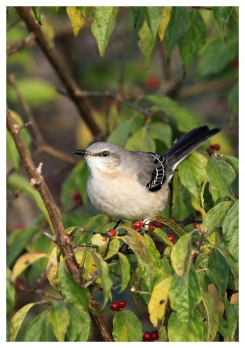 Mocking Bird Songbird Nature Bird