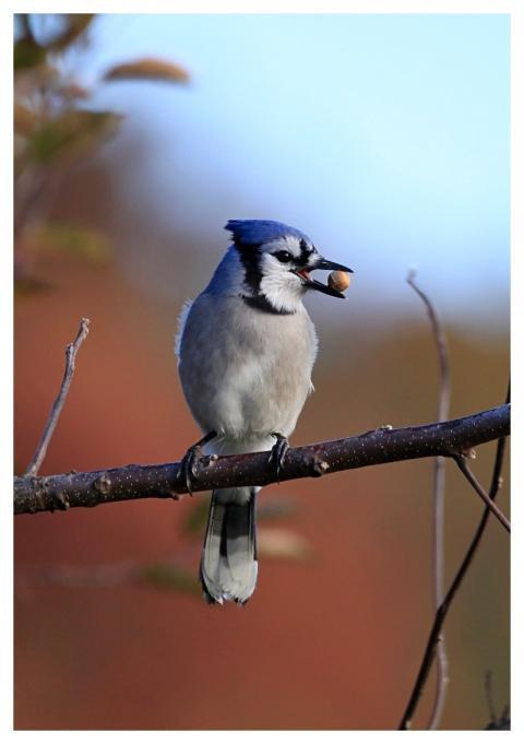 Bluejay Bird Nature Jay