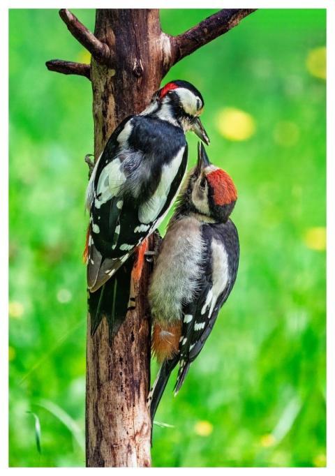 Green Woodpecker Woodpecker Bird Couple Bird