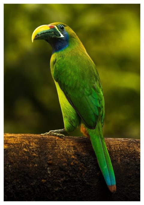 Emerald Toucanet Bird Wildlife Nature