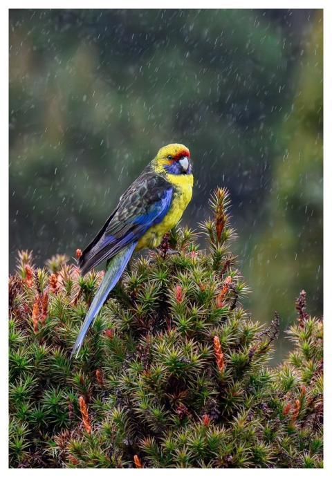 Tasmanian Rosella Green Rosella Parrot Bird
