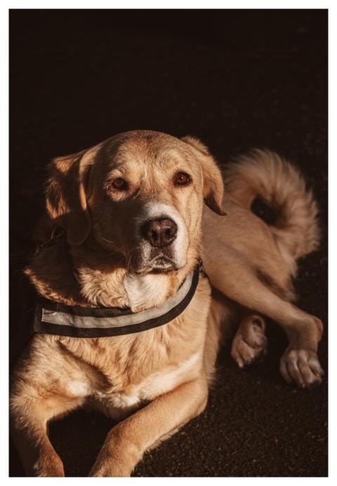 Dog Puppy Mammal Fur