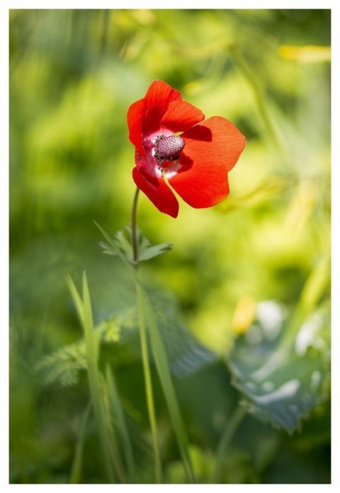Nature Plant Flowers Flora