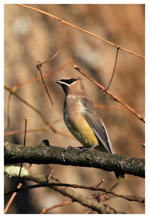 Cedar Waxwing Bird Nature Wildlife