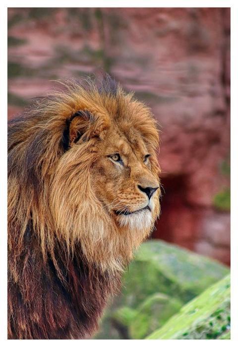 Lion Mane Animal Nature
