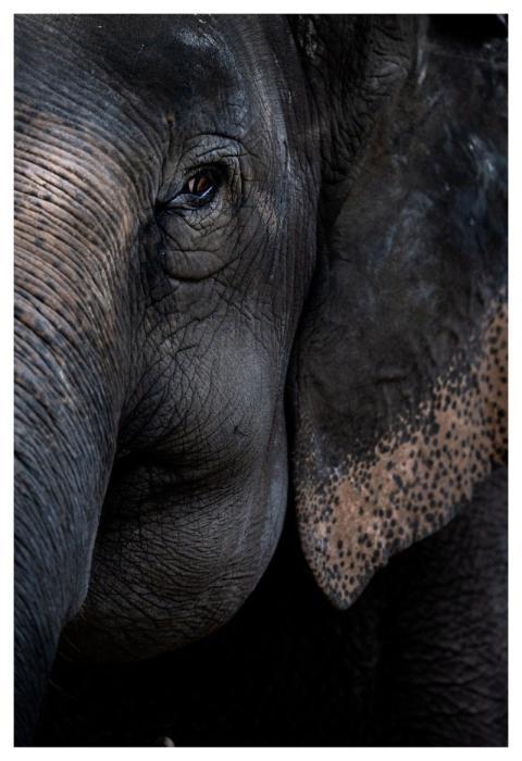 Elephant Nature Park Thai Nature