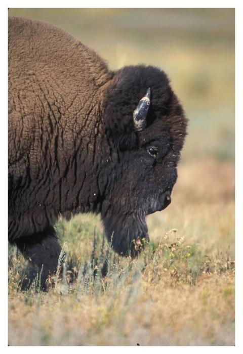 Buffalo, animal photo