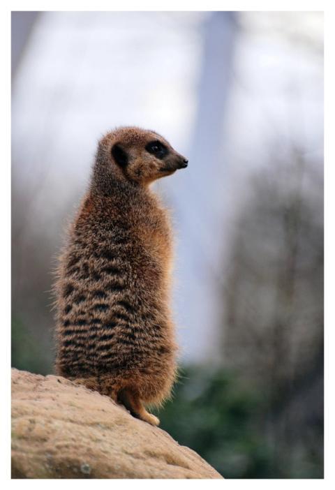 Meerkat standing, desert animal