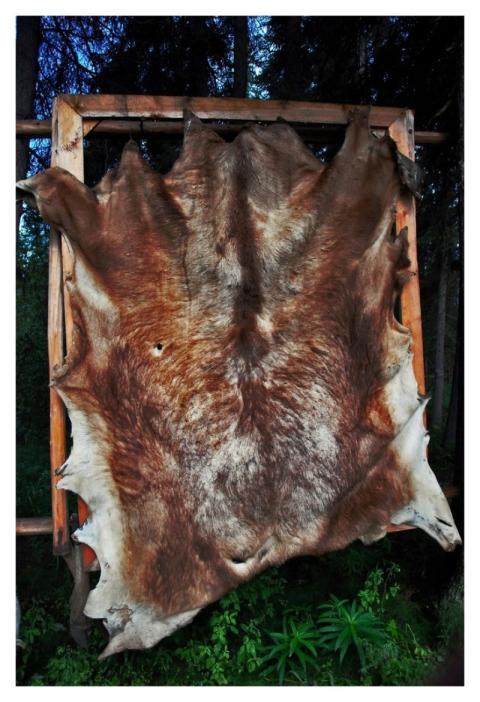 Free dead animal skin image