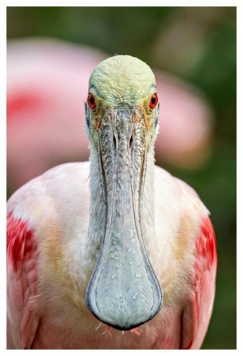 Red Spoonbill Bird Wild Animals Animal
