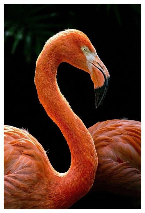 Flamingo Bird Animal Wild Animals