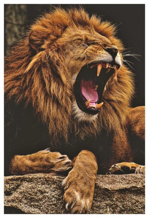 Lion Animal Mane Big Cat