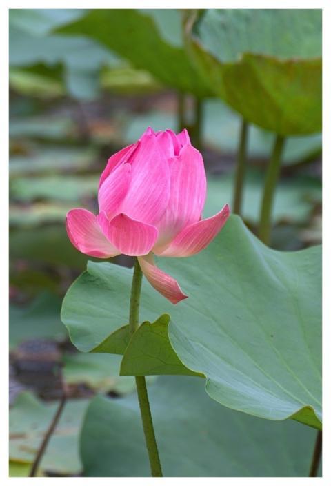 Lotus Water Lily Flower Beautiful Flowers