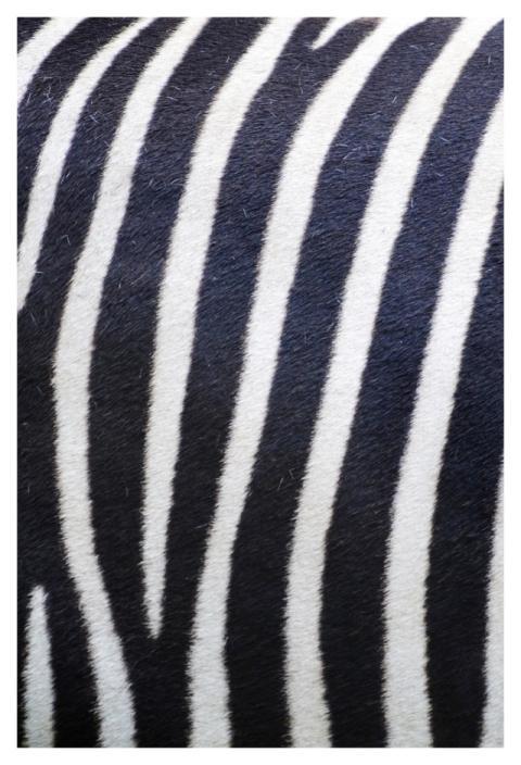 Stripe zebra pattern, animal close